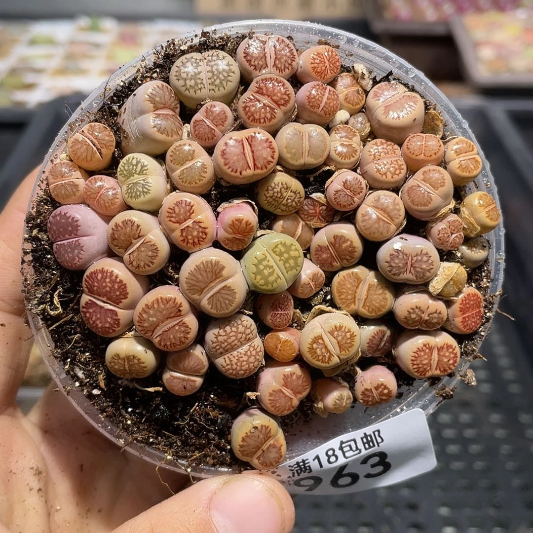 963当天凑满十八元包邮生石花