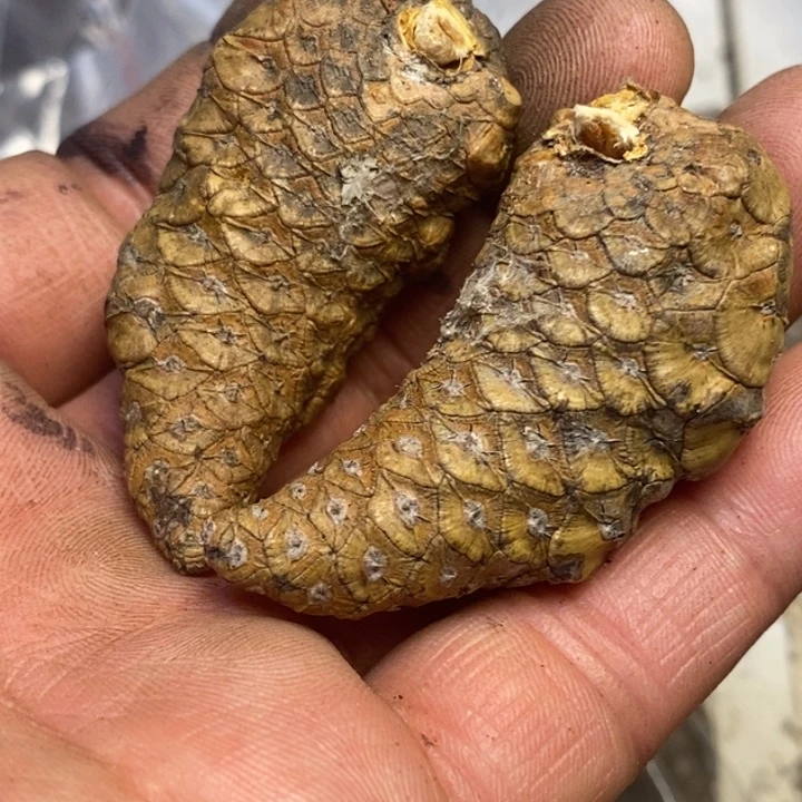 文玩核桃吊坠东北特产160