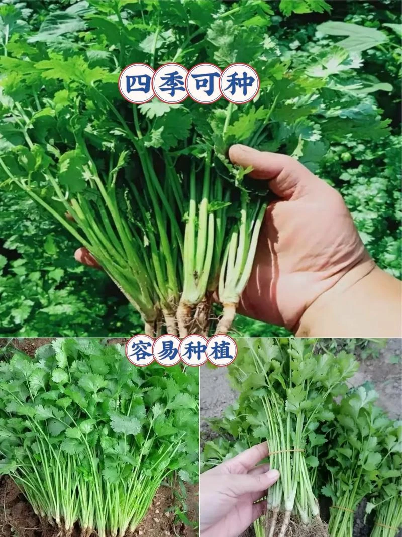 四季大叶香菜种子阳台盆栽速生菜籽香菜农家菜园芫荽家庭蔬菜种子