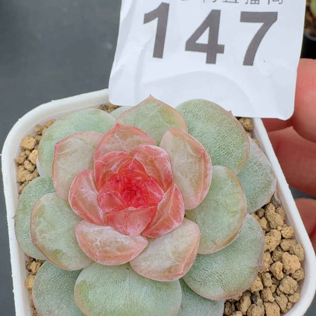 桃花红            精美多肉植物