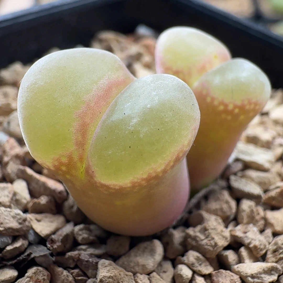 3250风铃玉肉锥植物