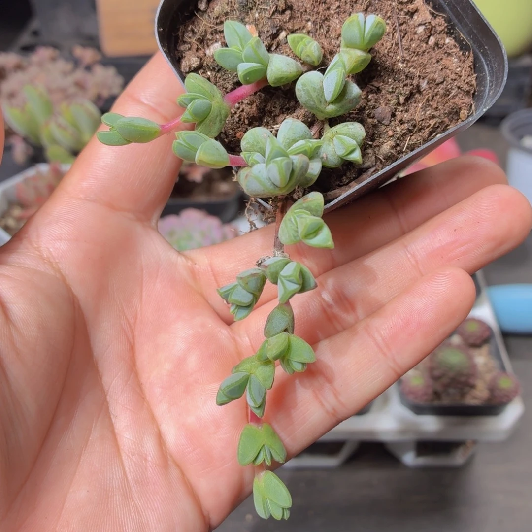 碧玉莲多肉9.9包邮发货