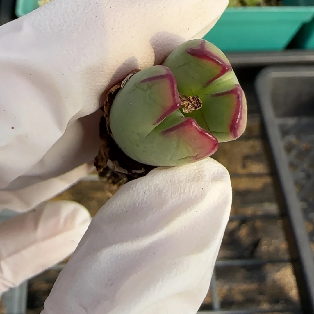 ****王1.3. 少将  .9027