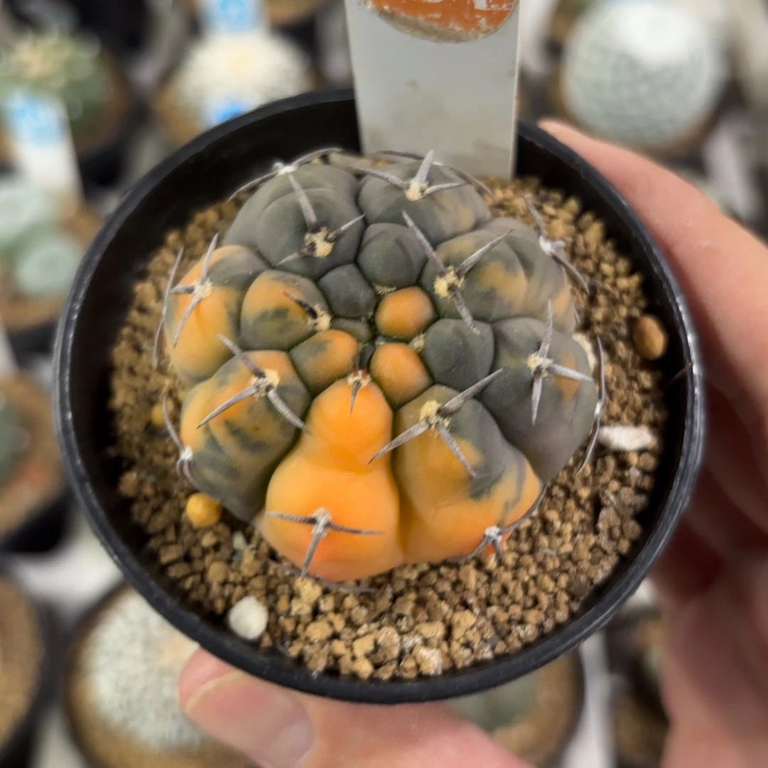 131实生三本刺锦带盆带土发货