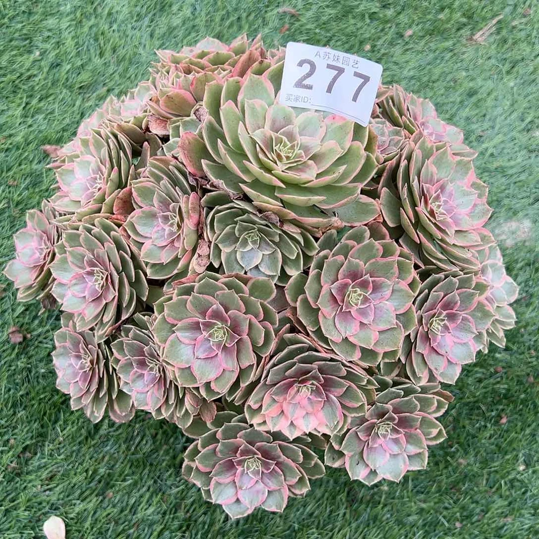 全部花朵277粉花妖法师