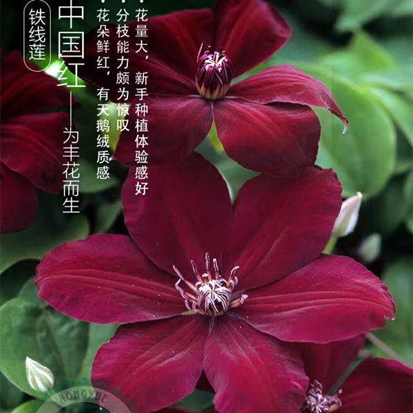 中国红铁线莲耐寒耐热盆栽庭院爬藤花园植物多季开花爬墙包邮