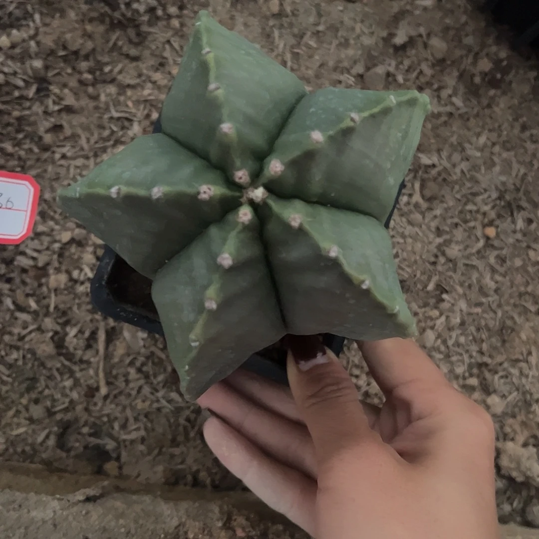 s***h实生鸾凤玉一物一拍