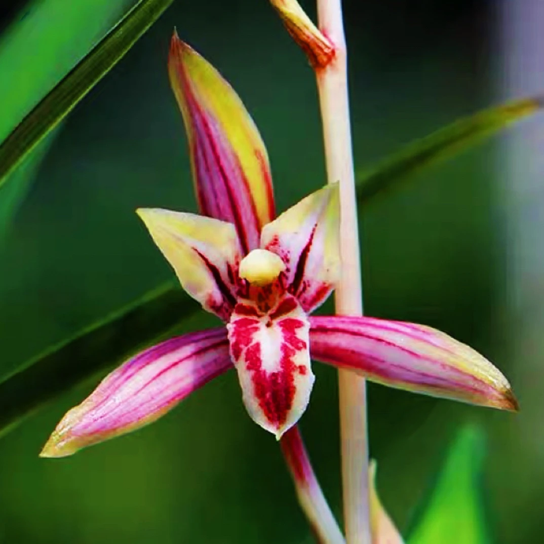 带花苞【貂蝉】兰花名品红芽红花新手入门好养浓香