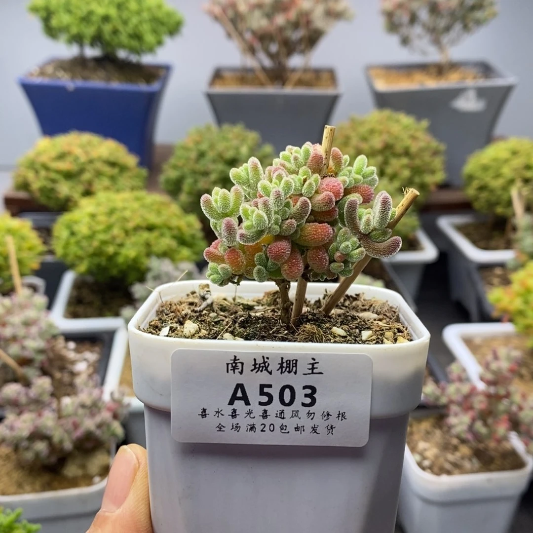 503优选冰晶枝干番杏