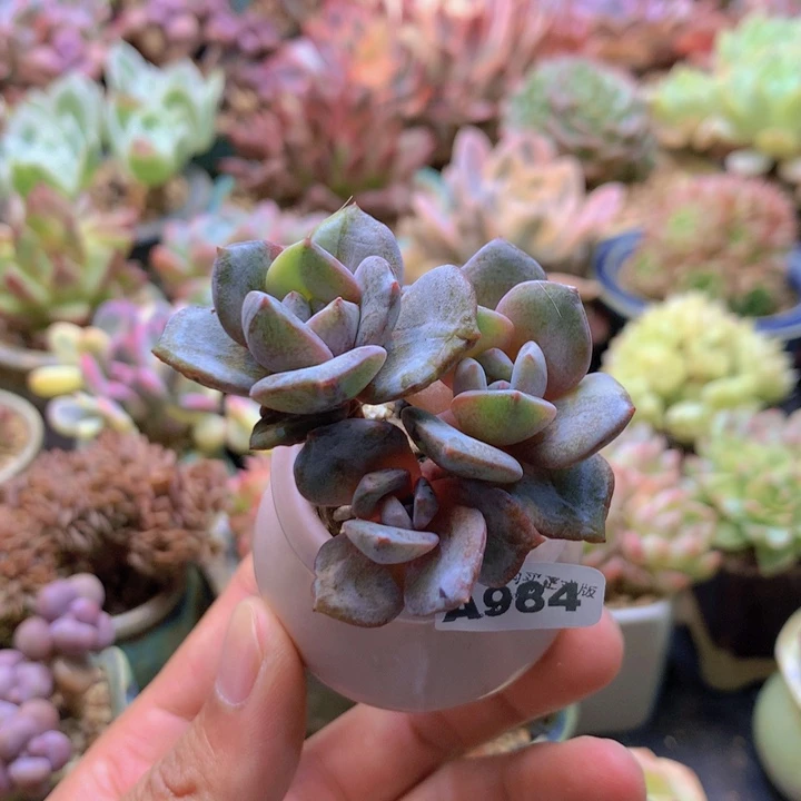 一物一拍含盆土满38包邮A984