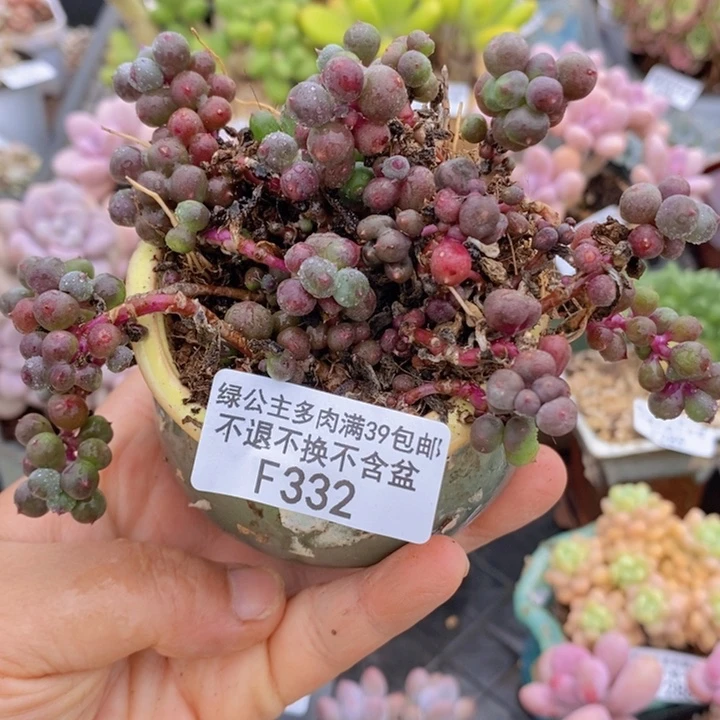 紫泡泡散拼332多肉植物