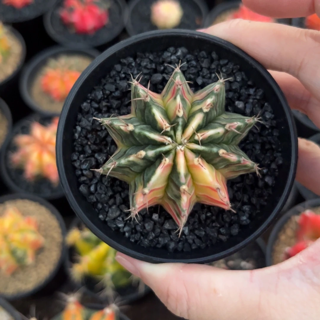 朱**族白锦肋骨花花散斑