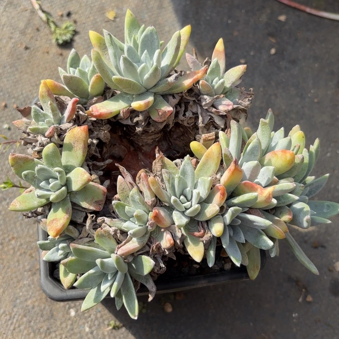 白雪，仙女杯多肉。