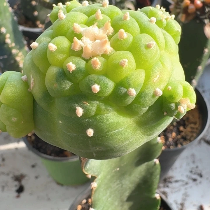 捡漏苗接佛头锦群