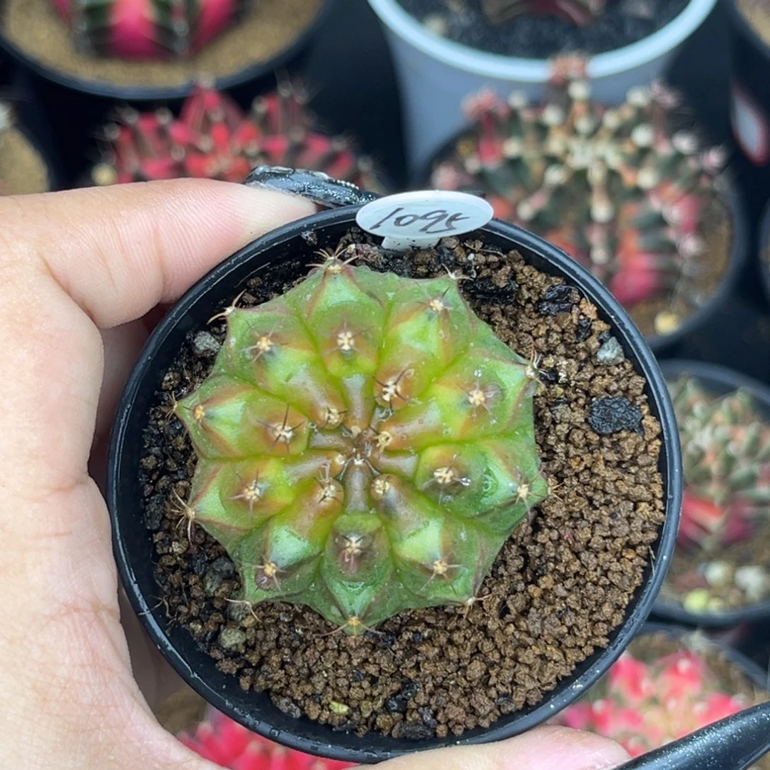 1095 轮回 实生 带盆土福利