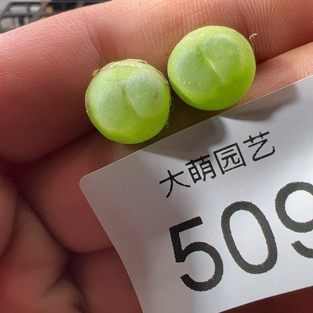 0000509 一物一拍……