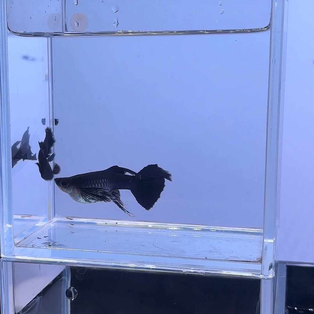 孔雀鱼熊猫黑木炭缎带一物一拍
