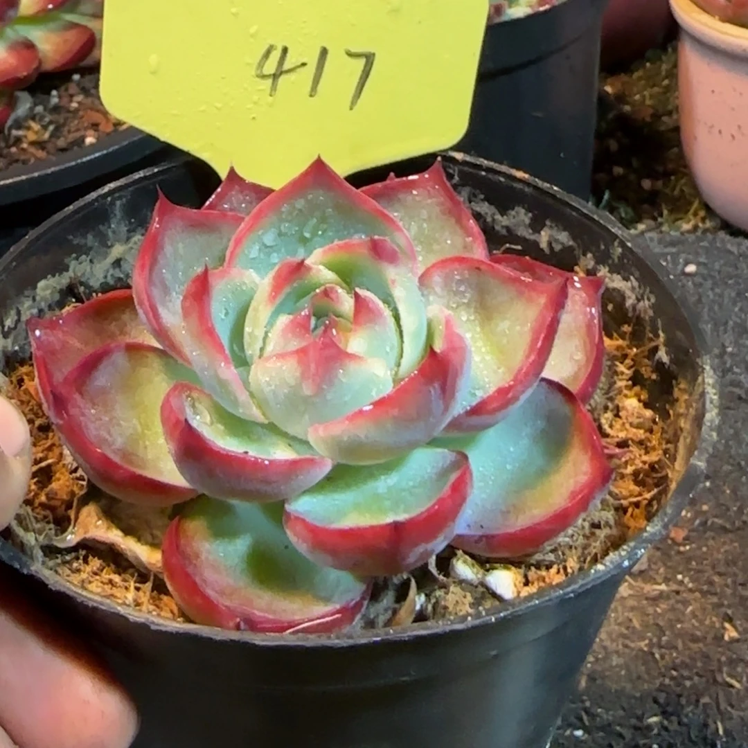 玫瑰惊鸿一物一拍包装收缩花旱417