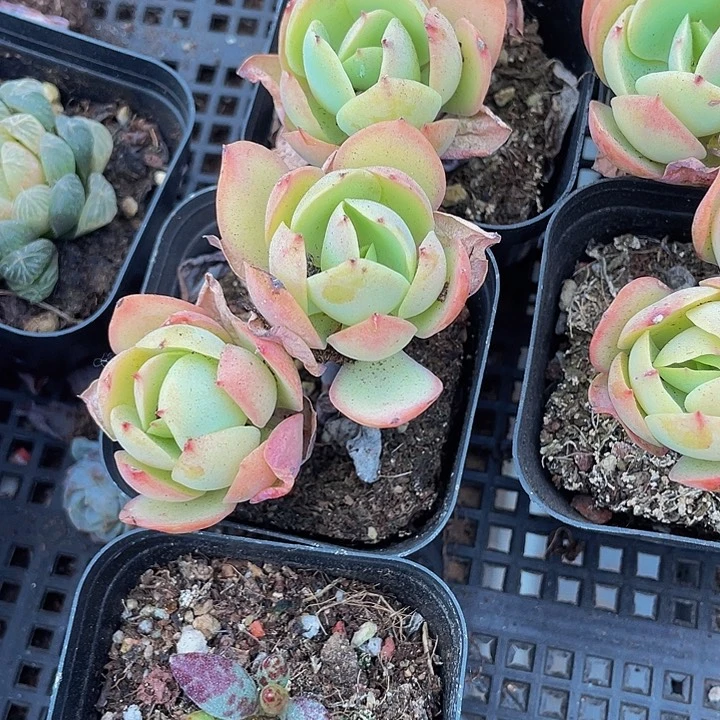 双头碧桃3.8带盆土