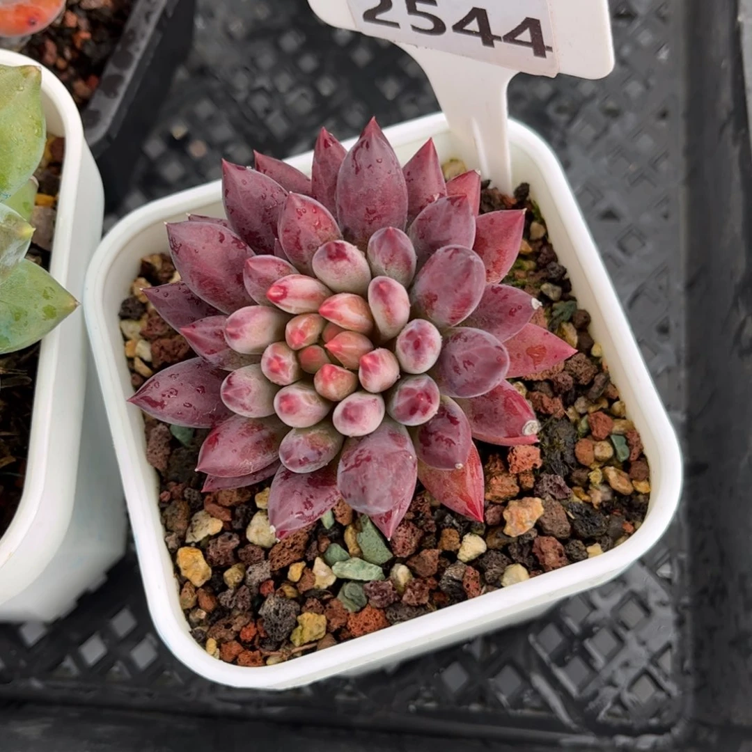 馨***雨多肉植物2544…………..