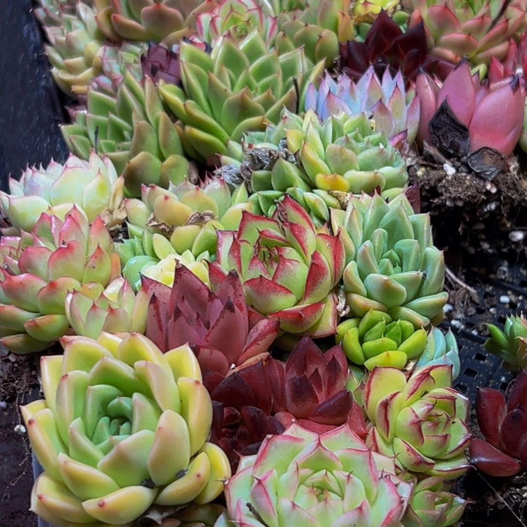 546多肉葡萄量拍一盒多肉