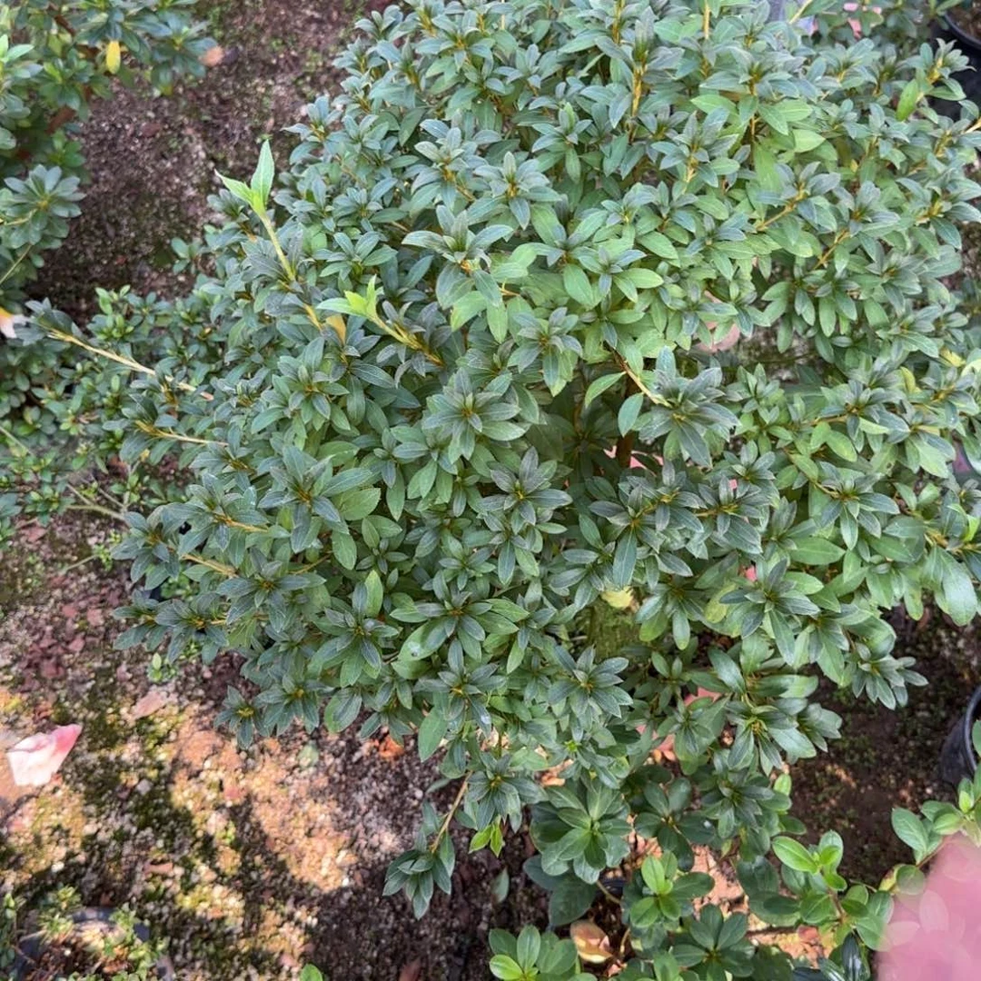 鸡***官完全开放花瓶杜鹃