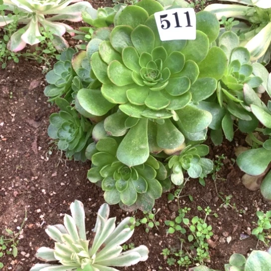 默*多肉植物雨荷511