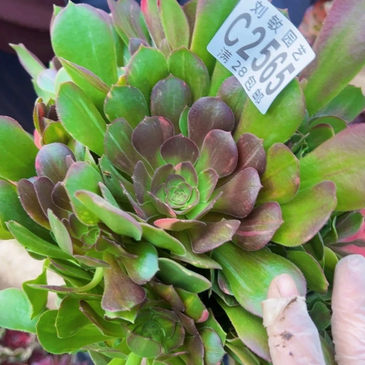 2565无根多肉植物法师