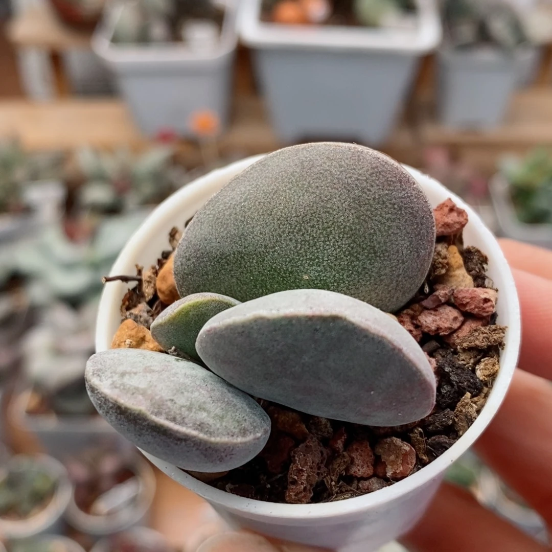 德系紫蛋水泡多肉植物