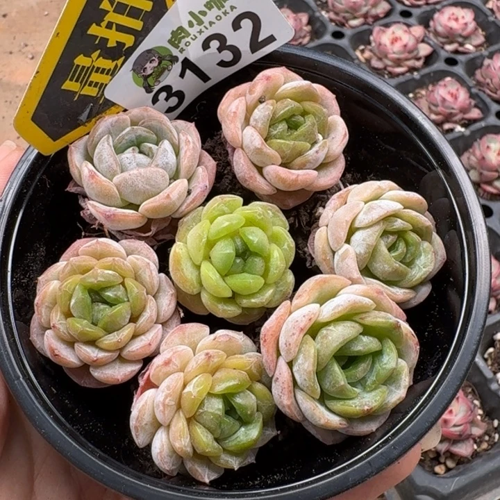 无花朵多肉植物多肉植物