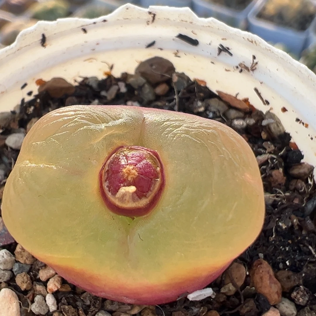 107多肉植物百科植物