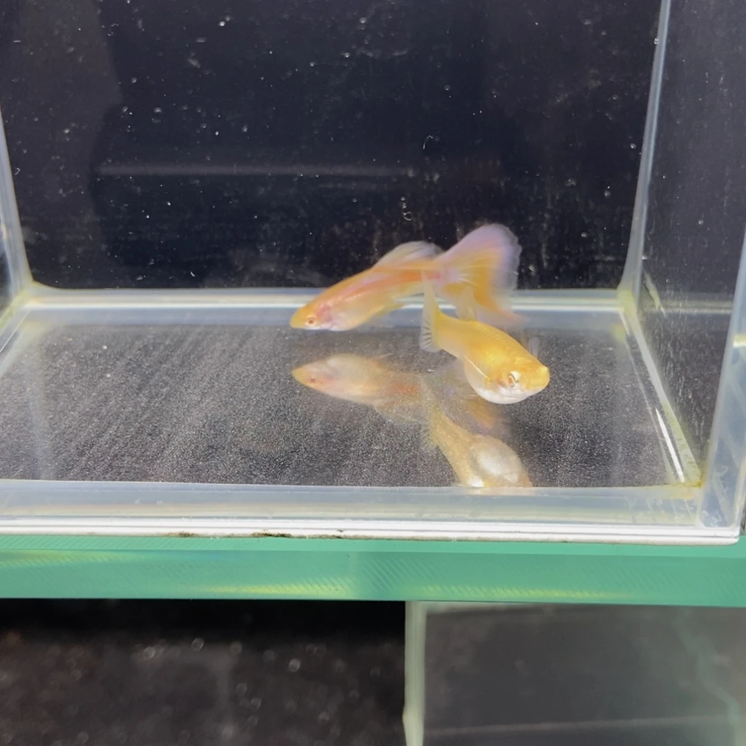 孔雀鱼墨兰白子孔雀鱼