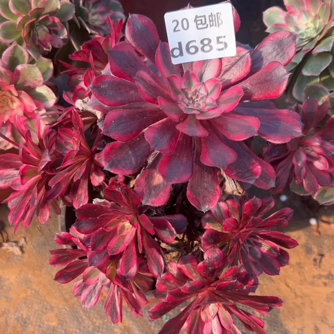 阿***雅685红铜白，多肉法师，