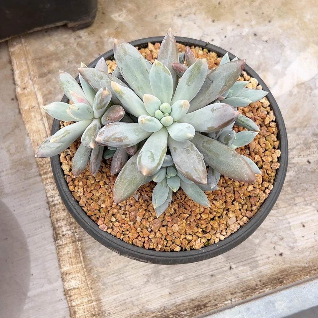 【闪购商品】彩体手捧