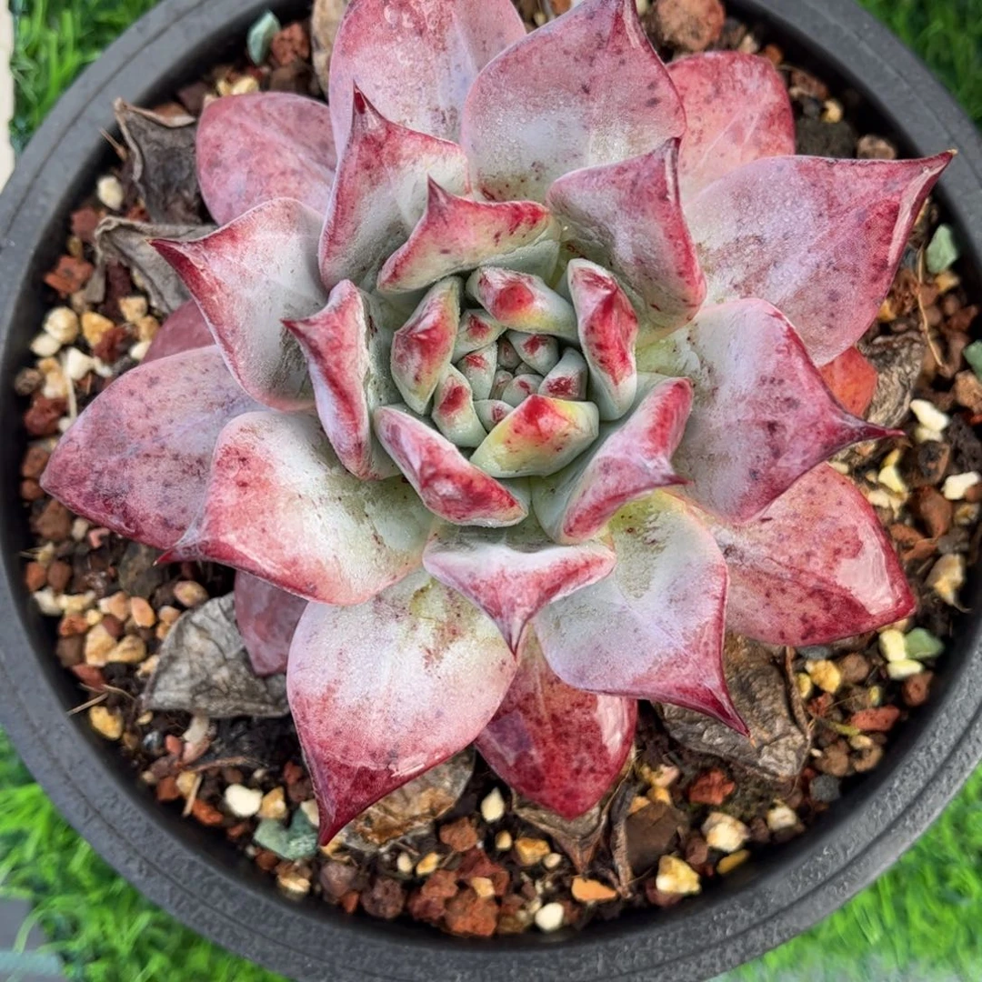 多肉植物0930 满30包邮