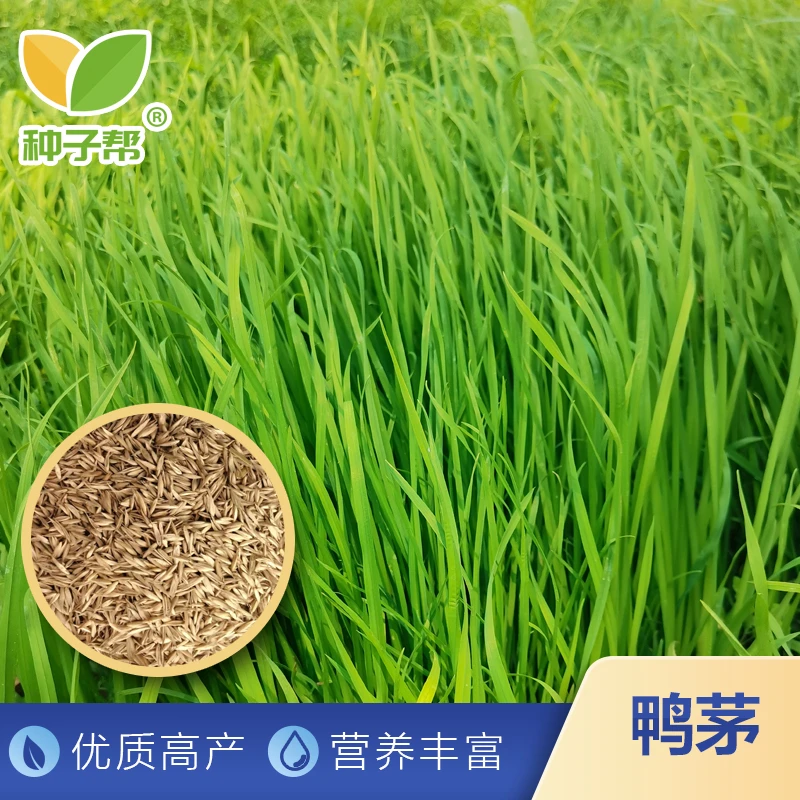 鸭茅净籽，耐寒性好，耐践踏，多年生，可用于混播放牧和果园生草