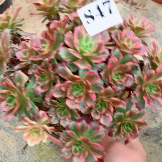 多肉植物安娜847