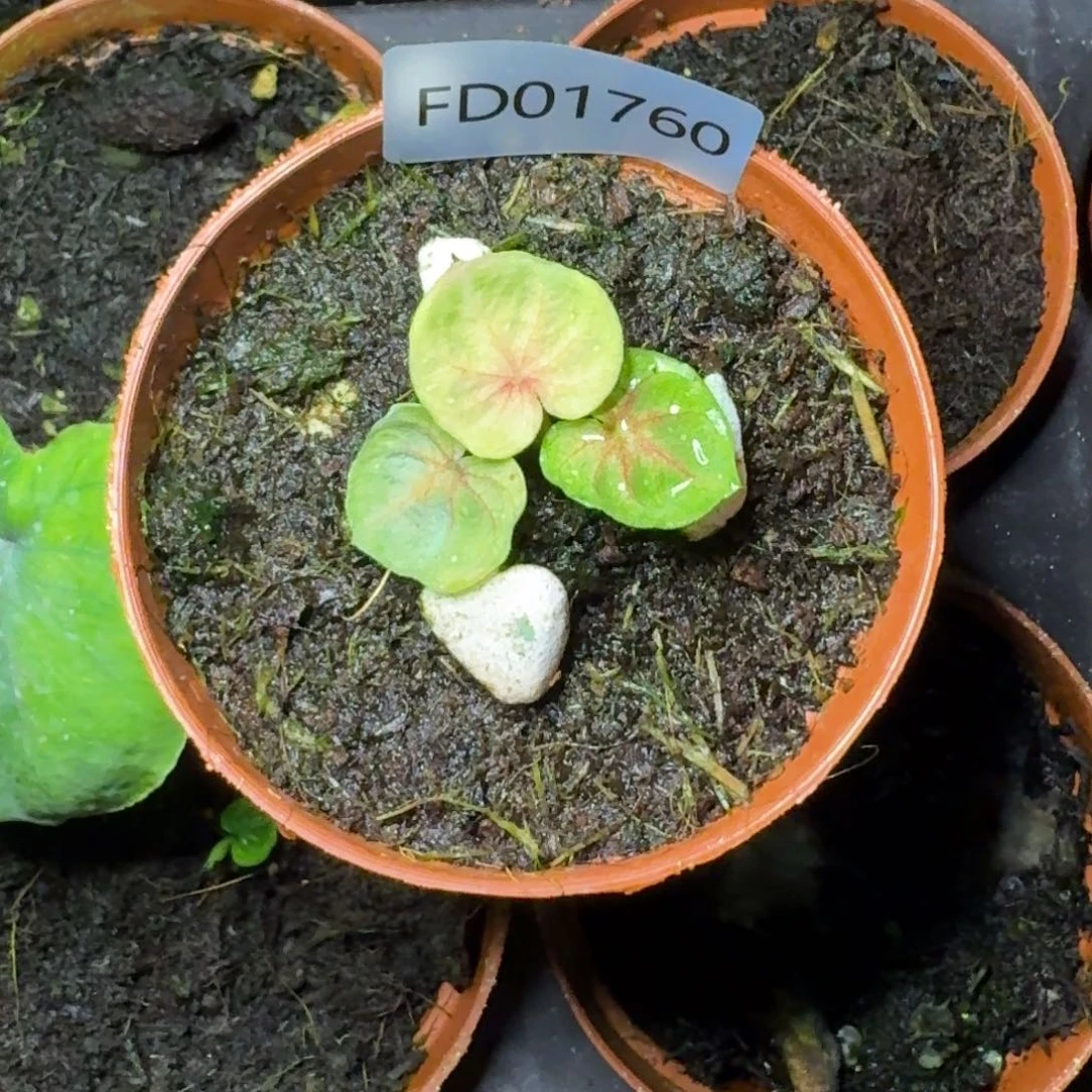 无花朵海王寄养01760