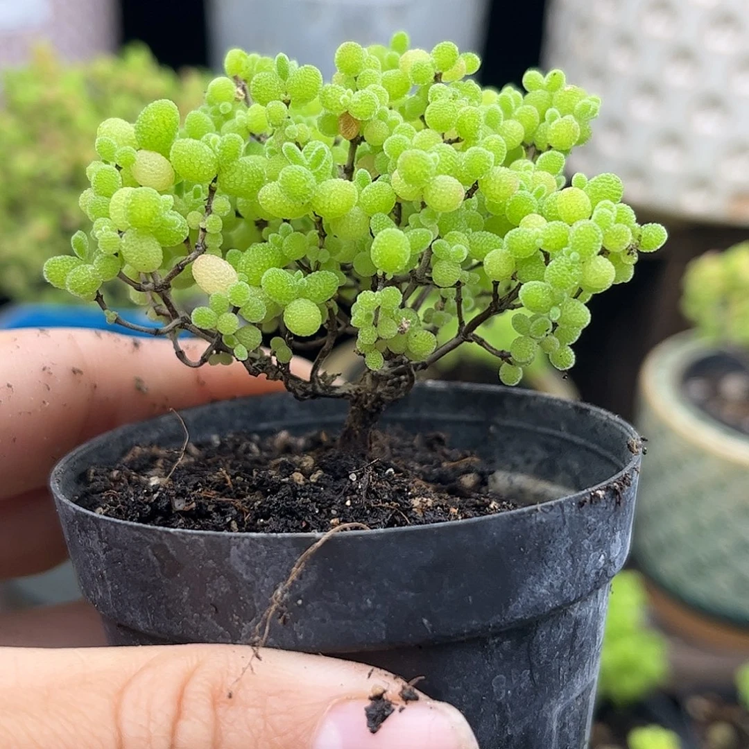 34蜜糖球优选枝干番杏