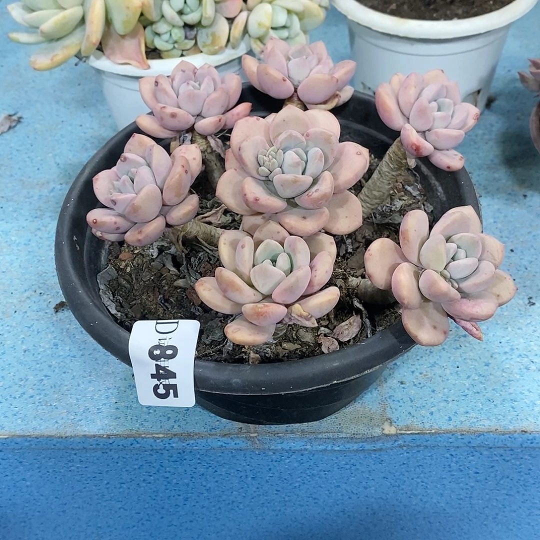 橘*845白鹭多肉植物