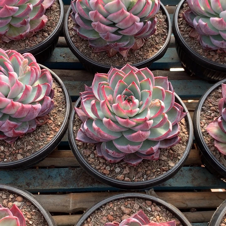 超大惊鸿仙子多肉植物两单包邮