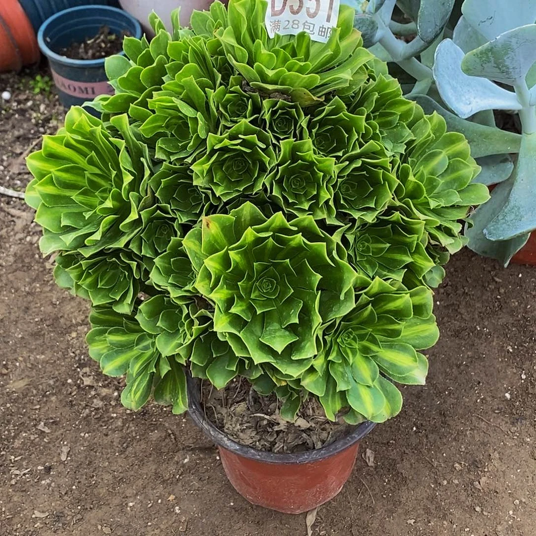 逍***遥351翡翠琉璃多肉植物不包断枝