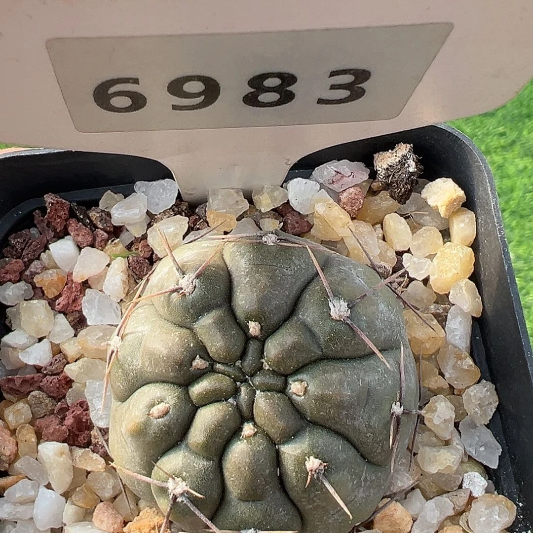 6983 短刺九纹龙满 39 包邮非偏远地区