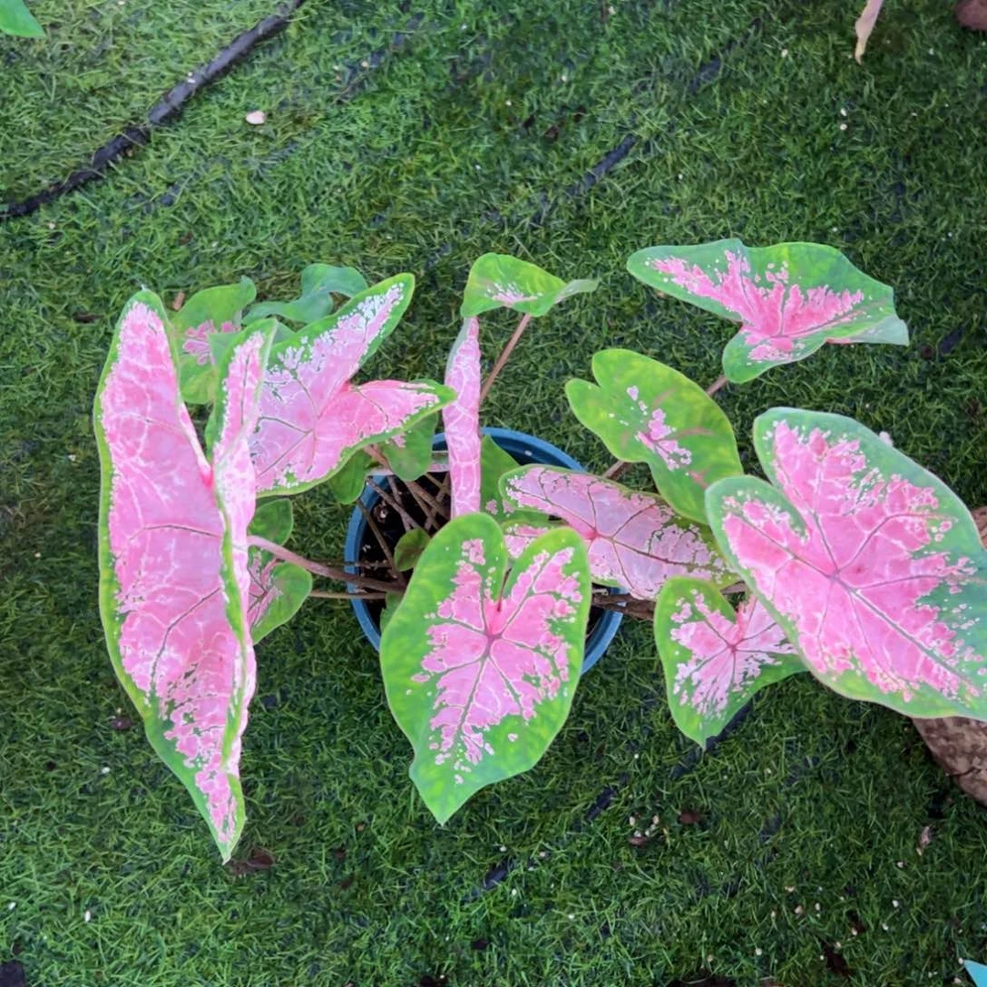 莎***8无花朵粉色飞溅彩叶芋225