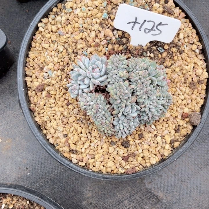 晨语多肉一物一拍+125