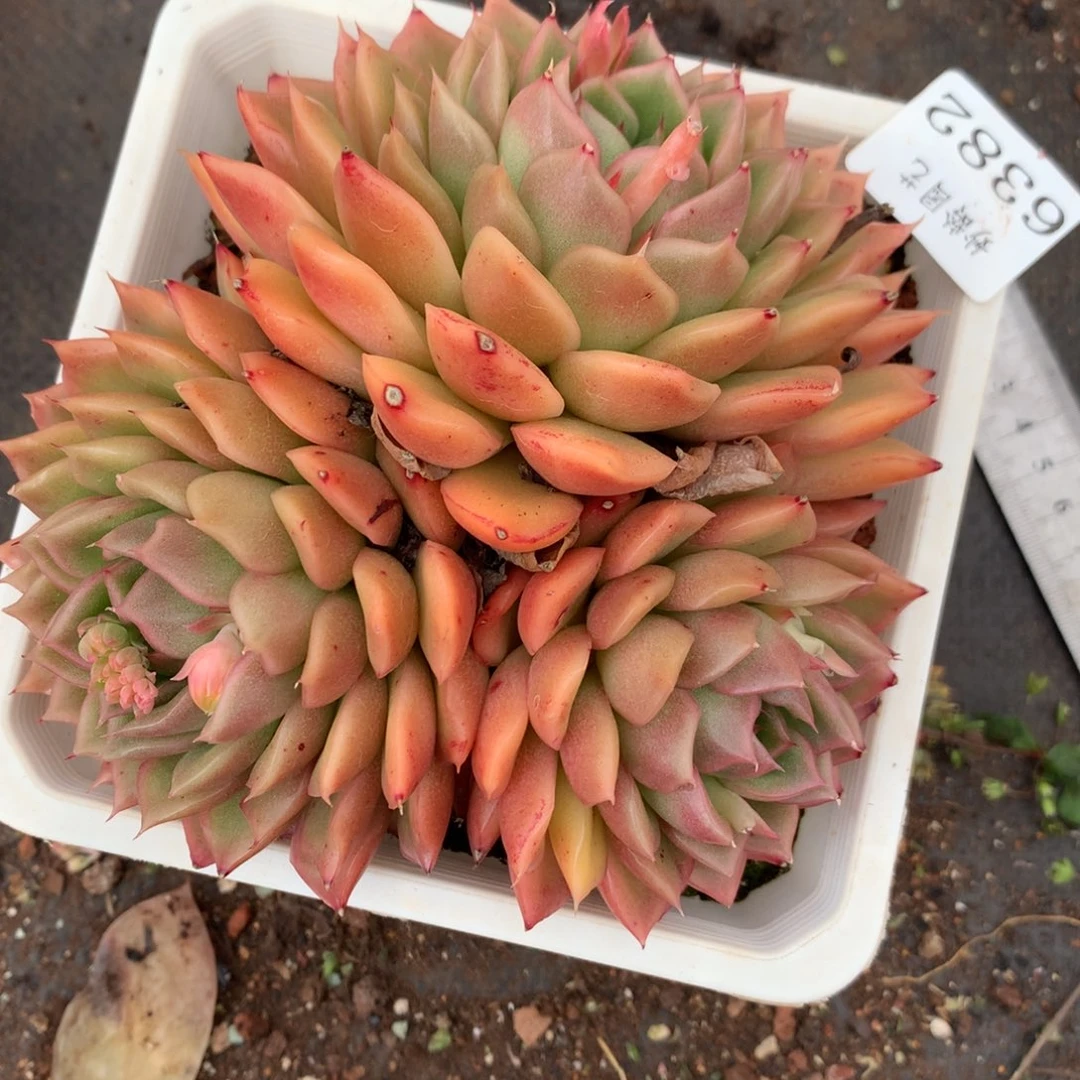 6382杂交多肉老桩