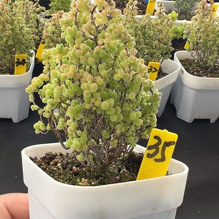 35号彩色蜜橘7厘米盆