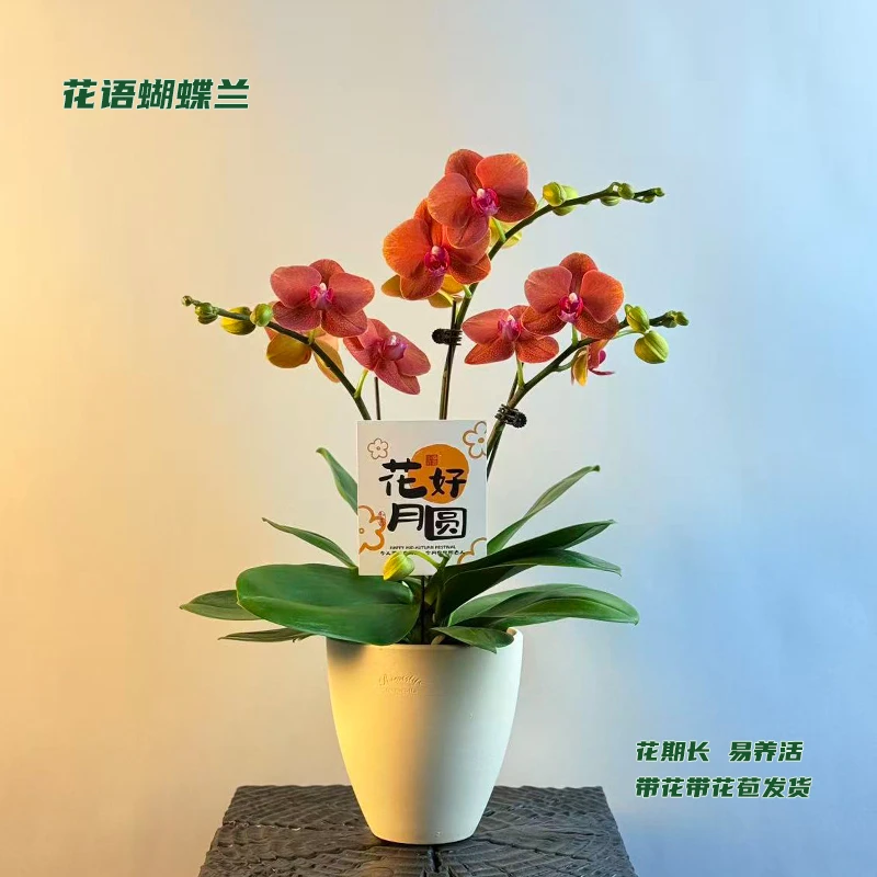 蝴蝶兰【金桔】 带花带花苞发货 室内客厅阳台花卉 好养易活