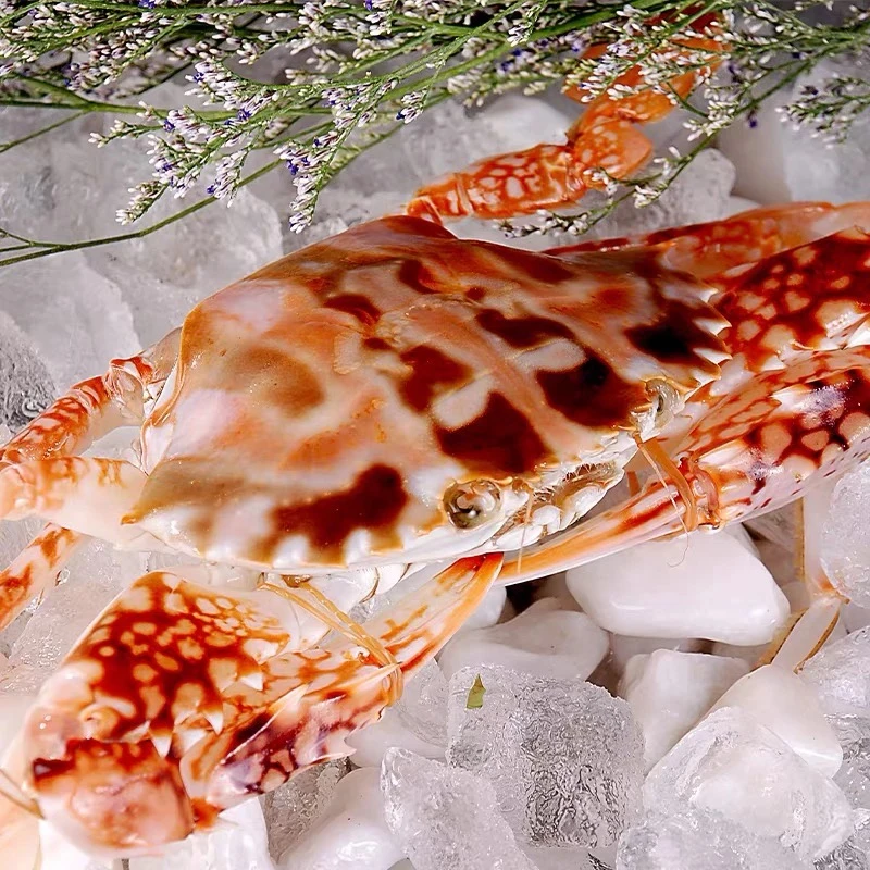 野生红花蟹充氧活发保鲜不包活2-3两/只4-5只/斤