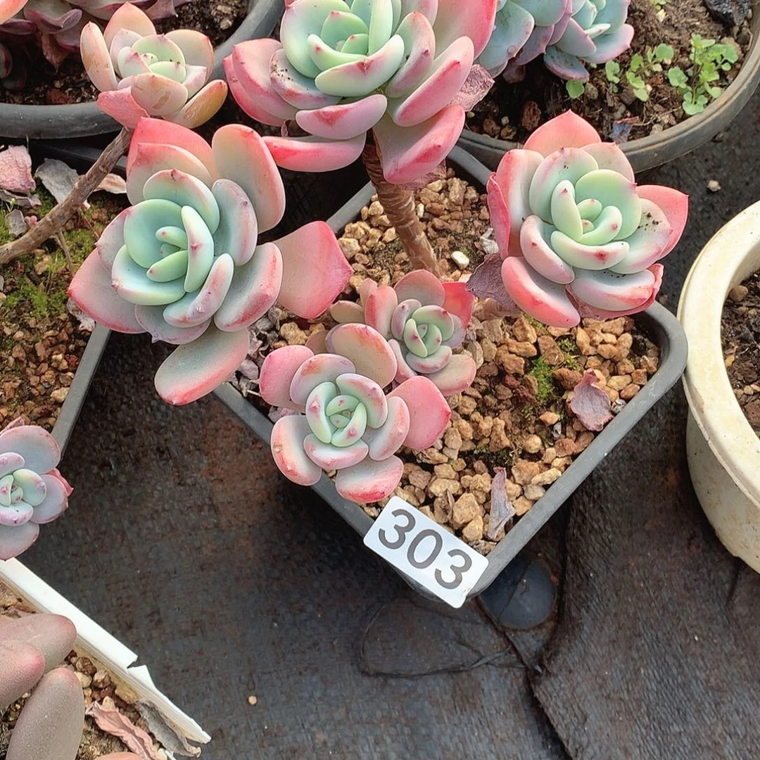 303白月光一物一拍多肉